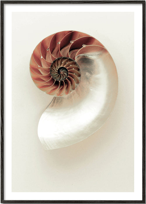 Fotografia ślimaka nautilus w spirali