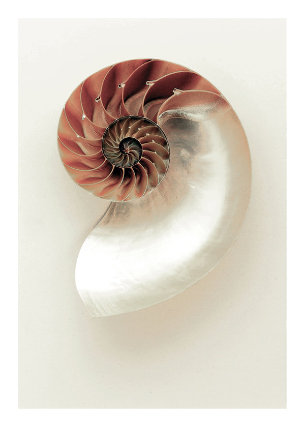 Fotografia ślimaka nautilus w spirali