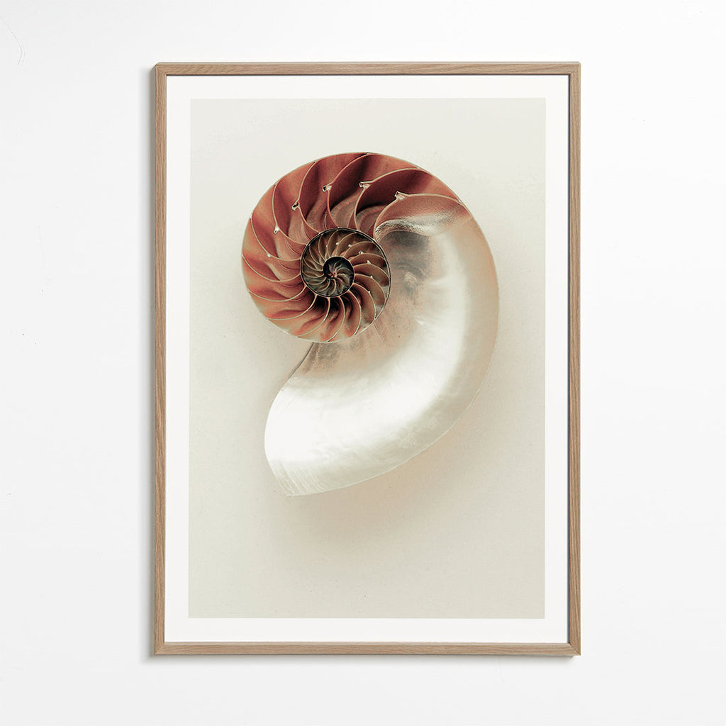 Fotografia ślimaka nautilus w spirali