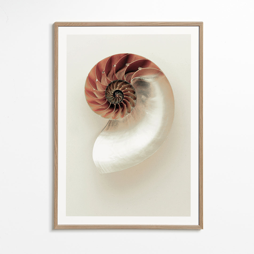 Fotografia ślimaka nautilus w spirali