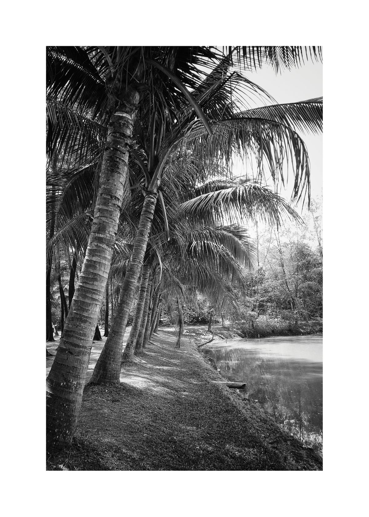 Coastal palm trees - Unframed art print