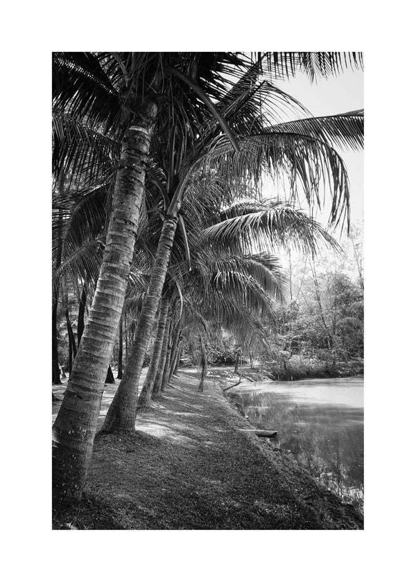 Pionowy pejzaż z palmami — fotografia