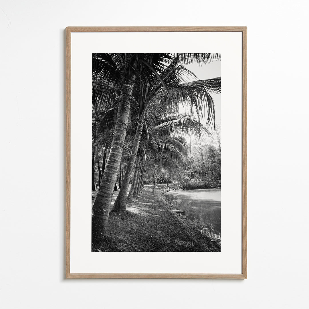 Pionowy pejzaż z palmami — fotografia