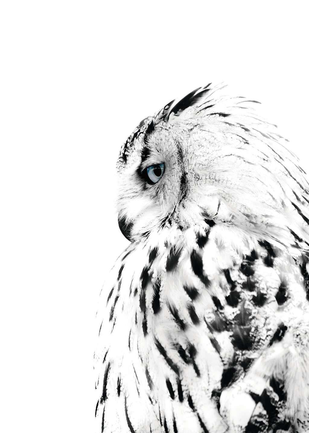 White owl - Unframed art print
