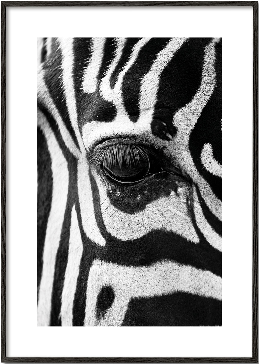 Plakat zebra zbliżenie