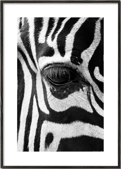 Plakat zebra zbliżenie