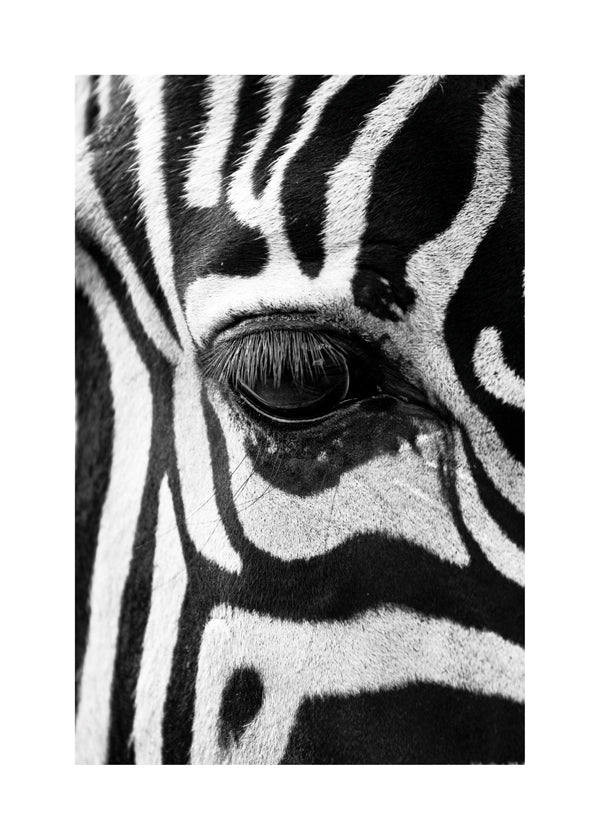Plakat zebra zbliżenie