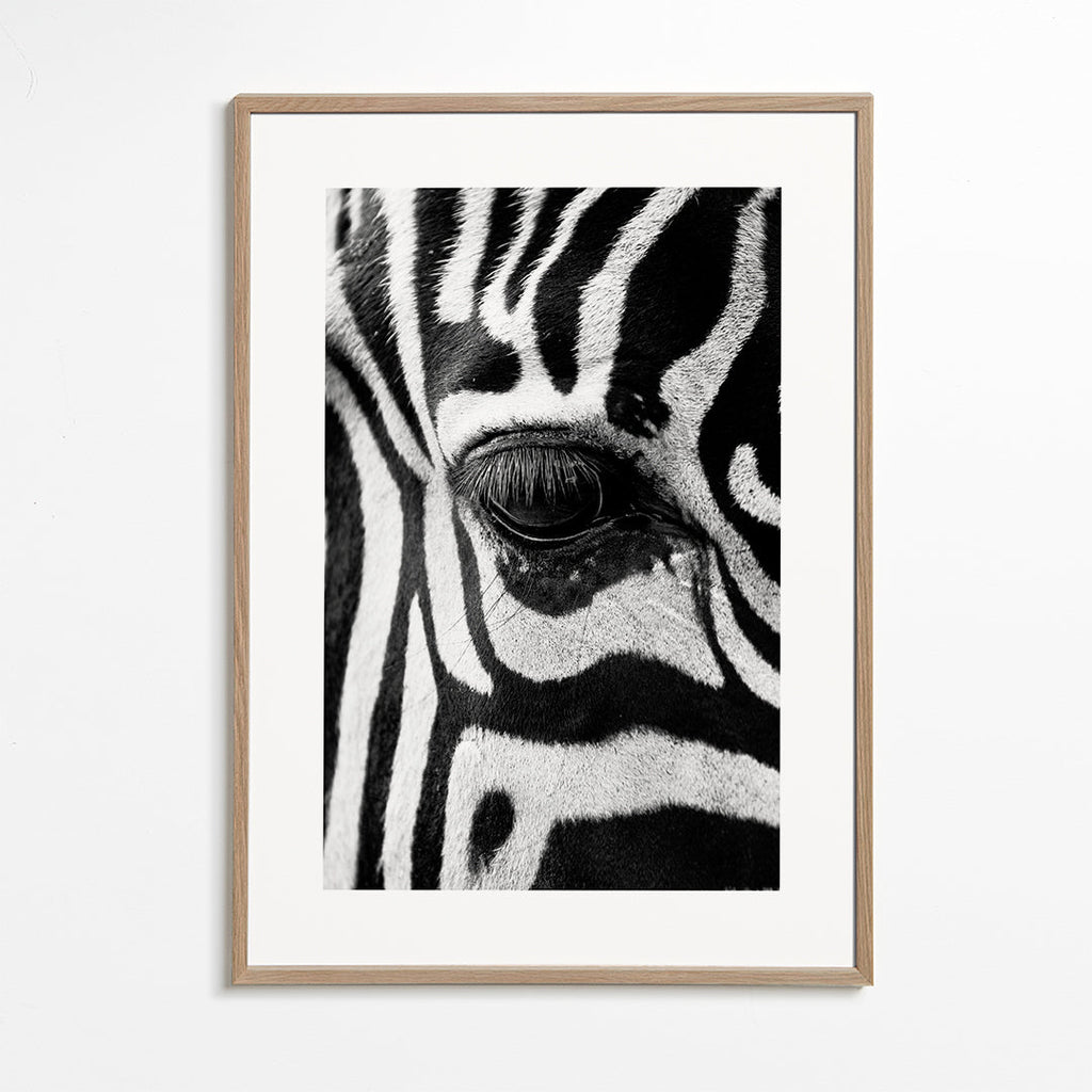 Plakat zebra zbliżenie