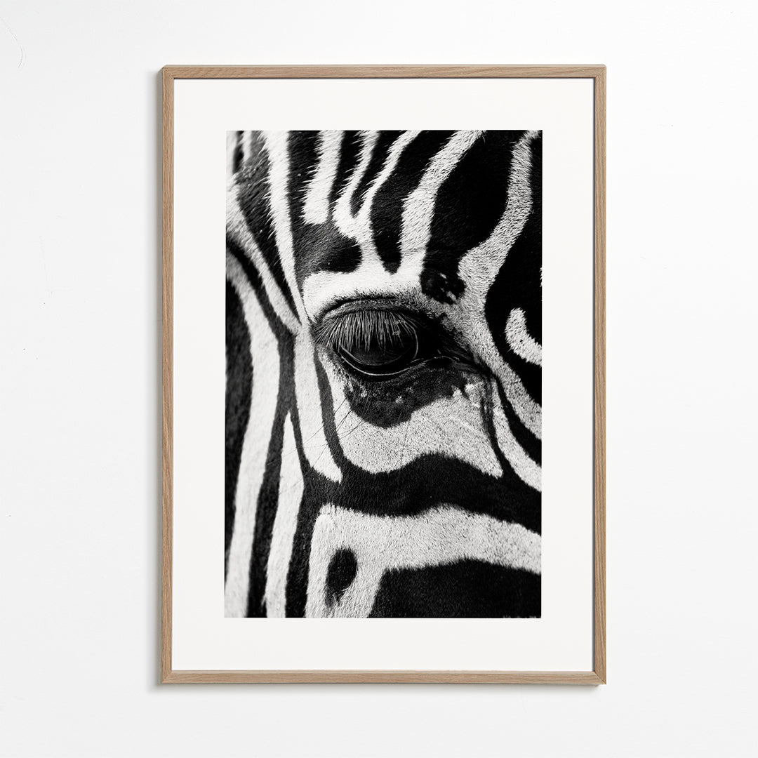 Plakat zebra zbliżenie
