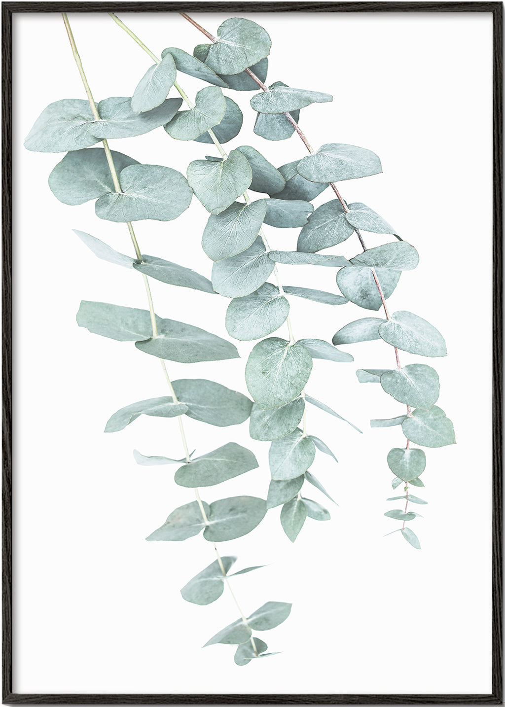 Plakat botaniczny z wiszącym eukaliptusem