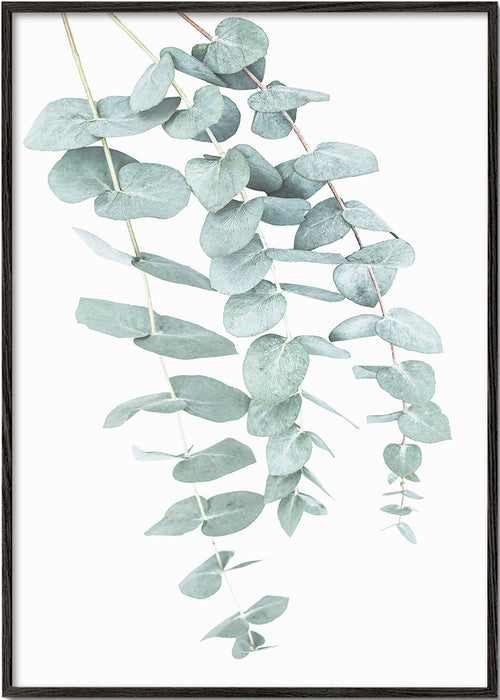 Plakat botaniczny z wiszącym eukaliptusem
