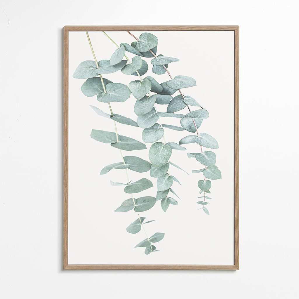Plakat botaniczny z wiszącym eukaliptusem