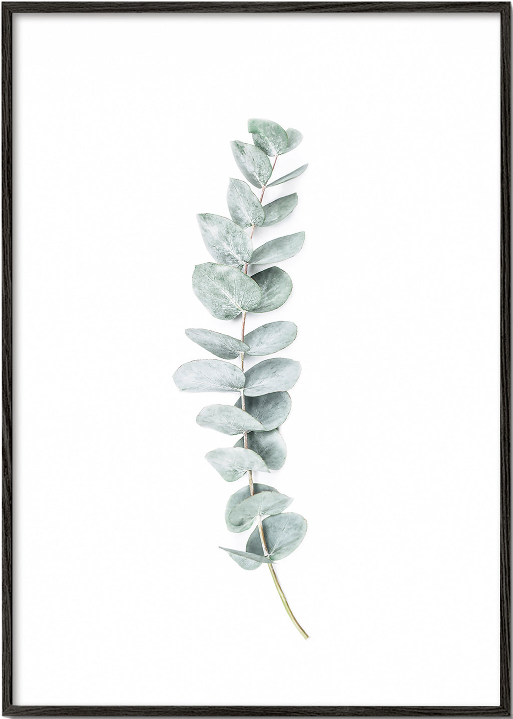 Plakat botaniczny: minimalistyczna gałązka eukaliptusa