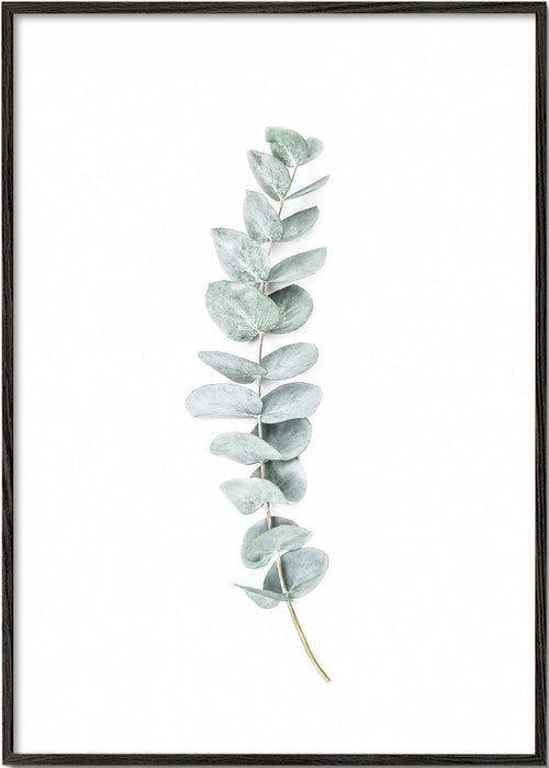 Plakat botaniczny: minimalistyczna gałązka eukaliptusa