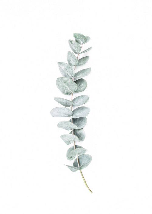 Plakat botaniczny: minimalistyczna gałązka eukaliptusa