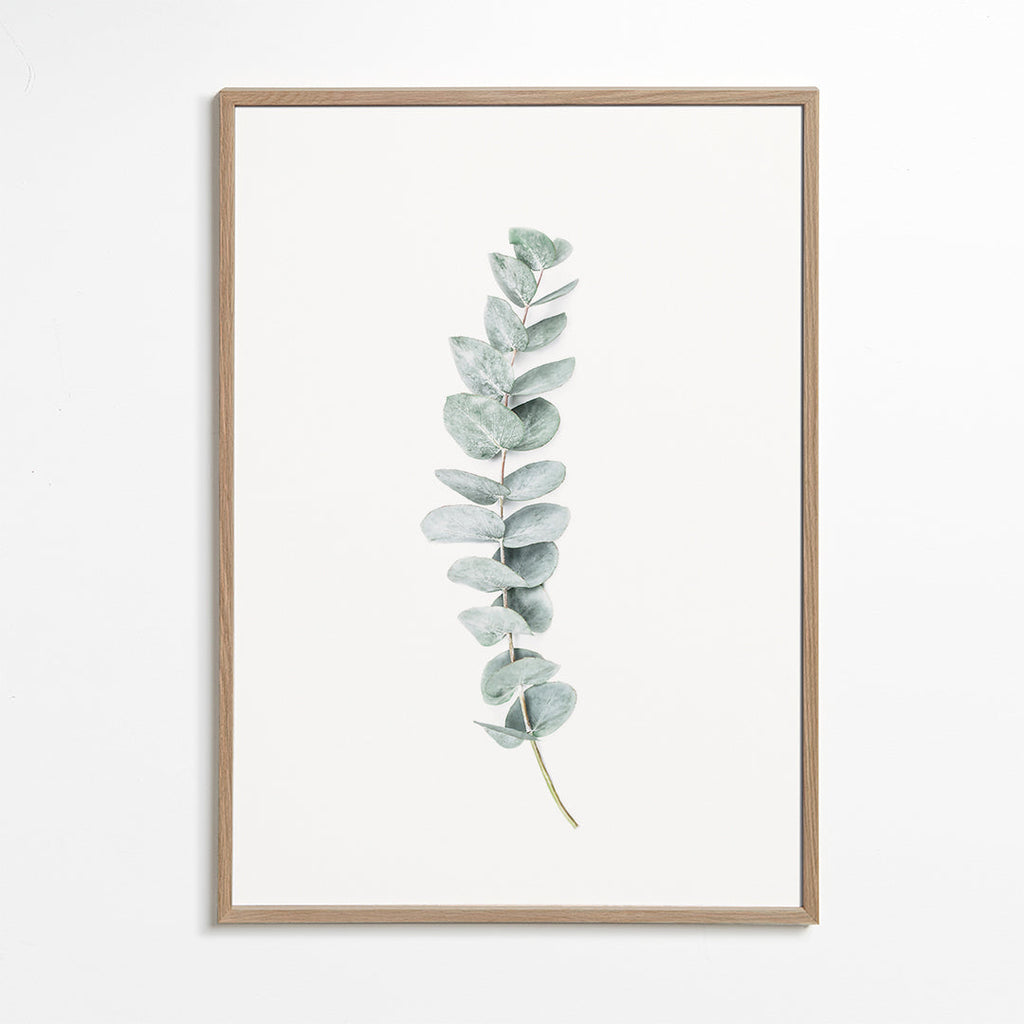 Plakat botaniczny: minimalistyczna gałązka eukaliptusa