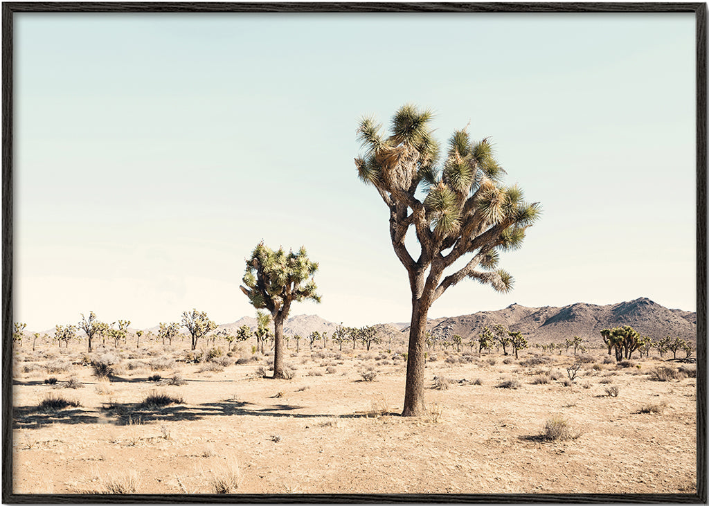 Plakat krajobrazowy z Joshua tree