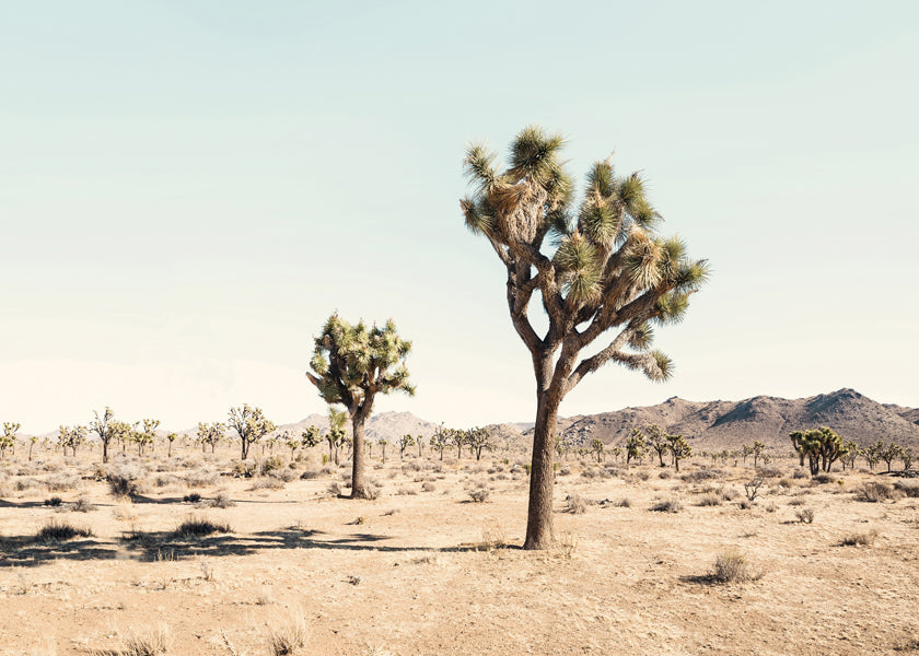 Plakat krajobrazowy z Joshua tree
