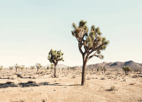 Plakat krajobrazowy z Joshua tree