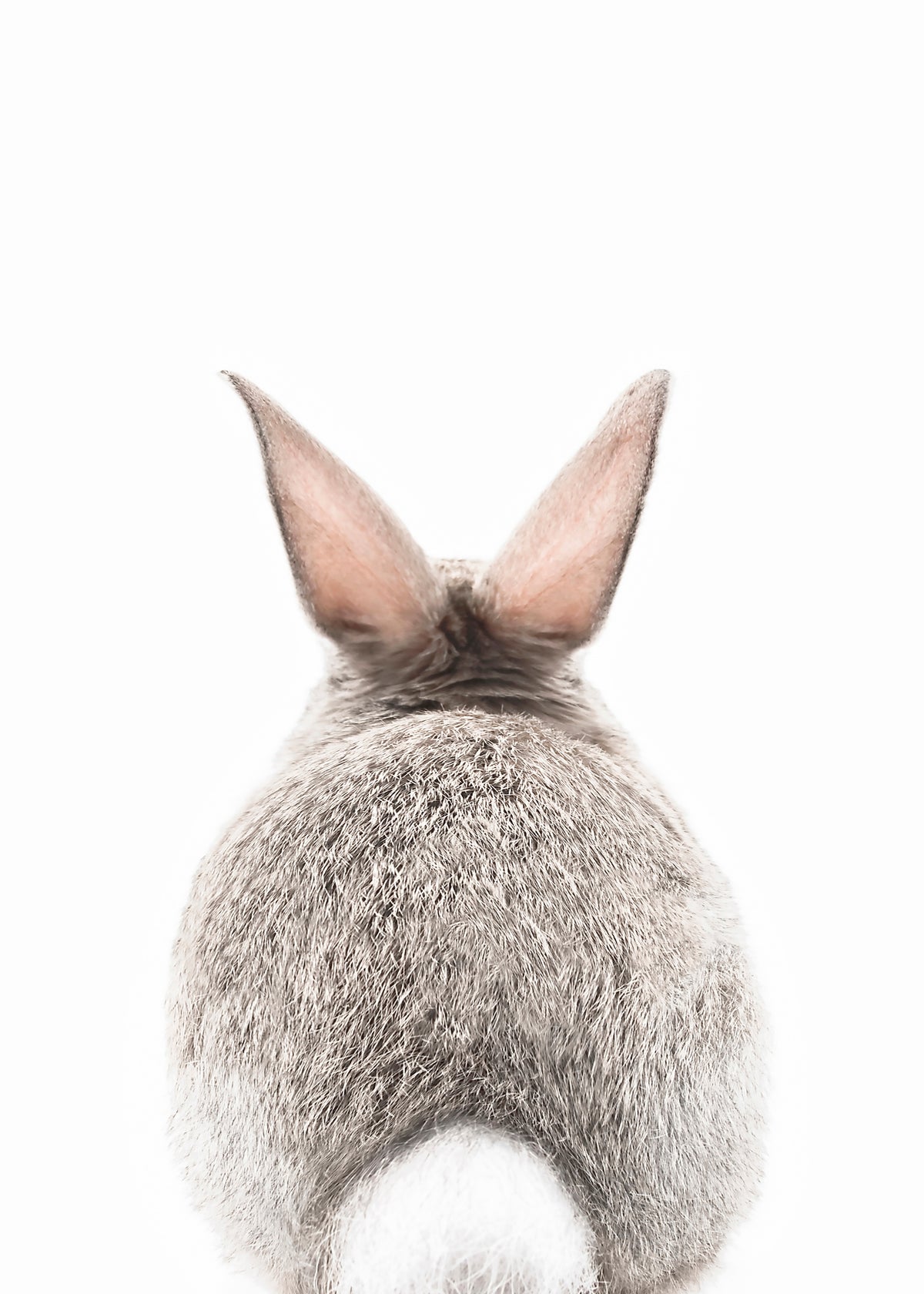 Bunny tail - Unframed art print