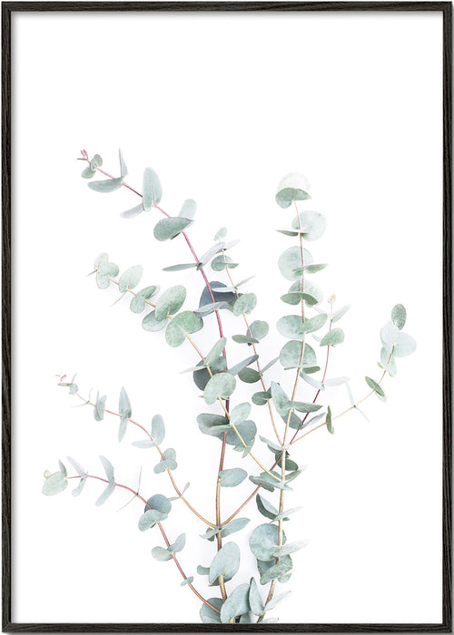 Plakat botaniczny: gałązka eukaliptusa na białym tle
