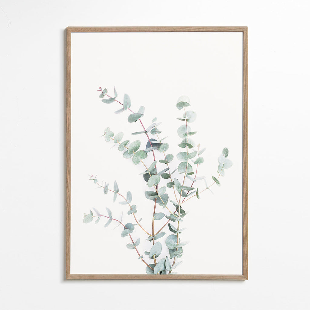 Plakat botaniczny: gałązka eukaliptusa na białym tle