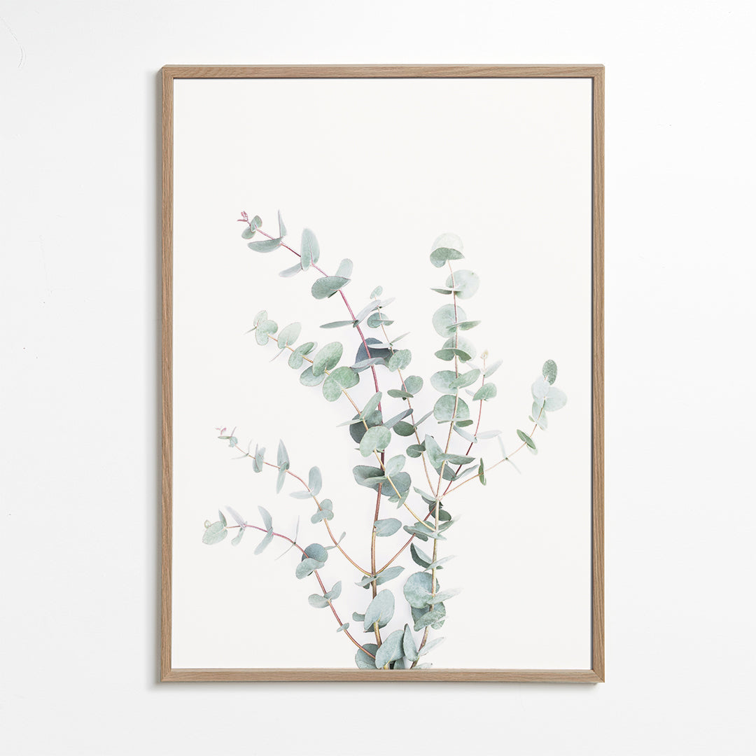 Plakat botaniczny: gałązka eukaliptusa na białym tle