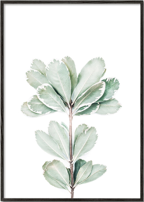 Plakat botaniczny z odizolowanym pędem