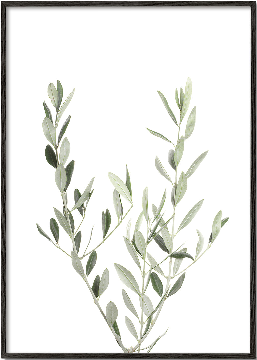 Plakat botaniczny gałązka oliwki minimal