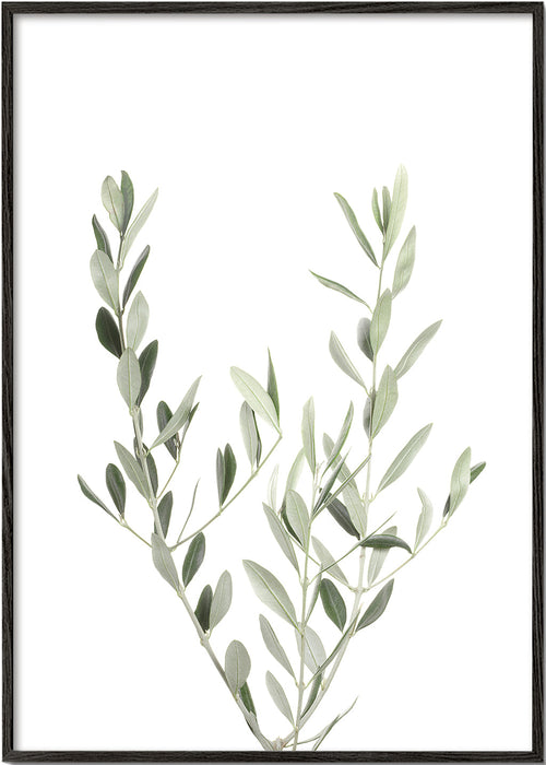 Plakat botaniczny gałązka oliwki minimal