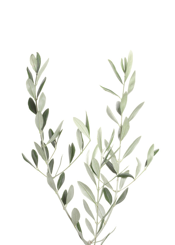 Plakat botaniczny gałązka oliwki minimal