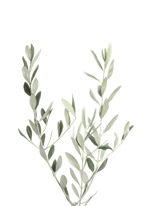 Plakat botaniczny gałązka oliwki minimal
