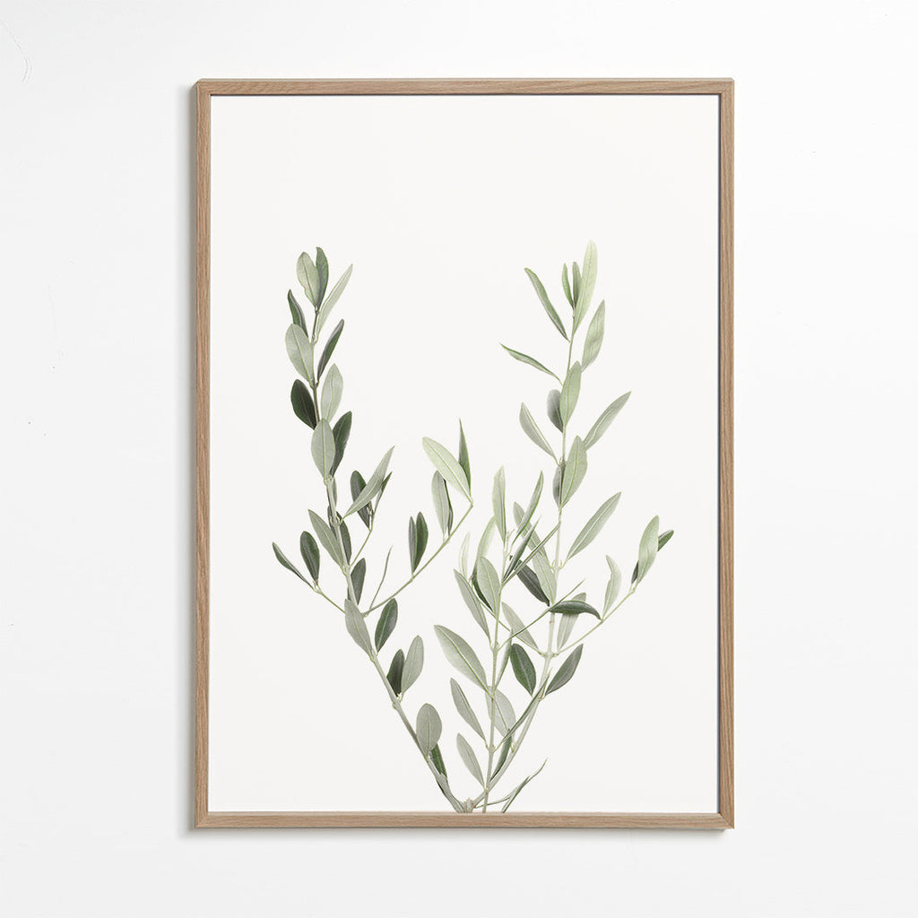 Plakat botaniczny gałązka oliwki minimal