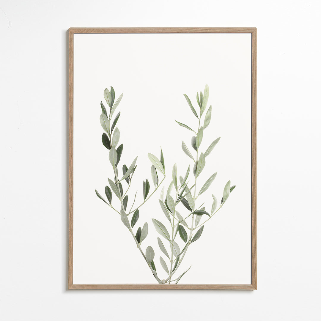 Plakat botaniczny gałązka oliwki minimal