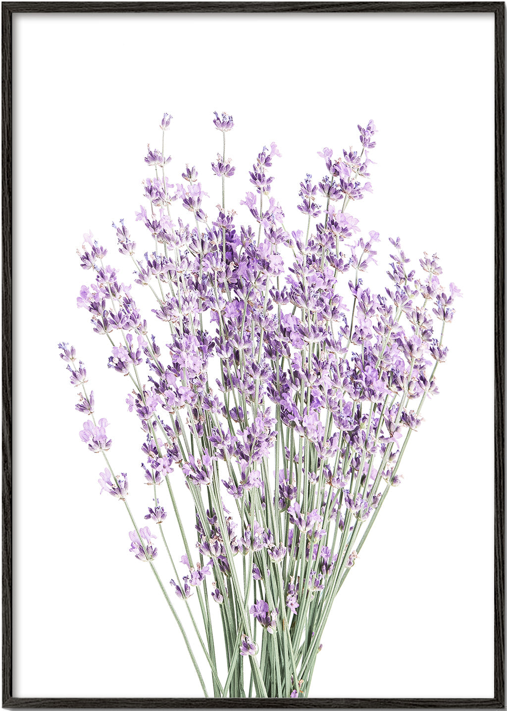 Plakat botaniczny: bukiet lawendy