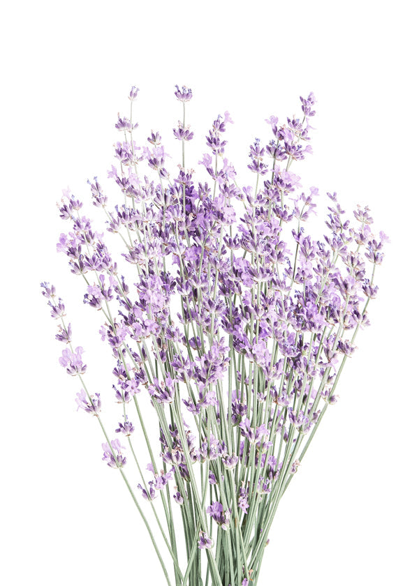 Plakat botaniczny: bukiet lawendy