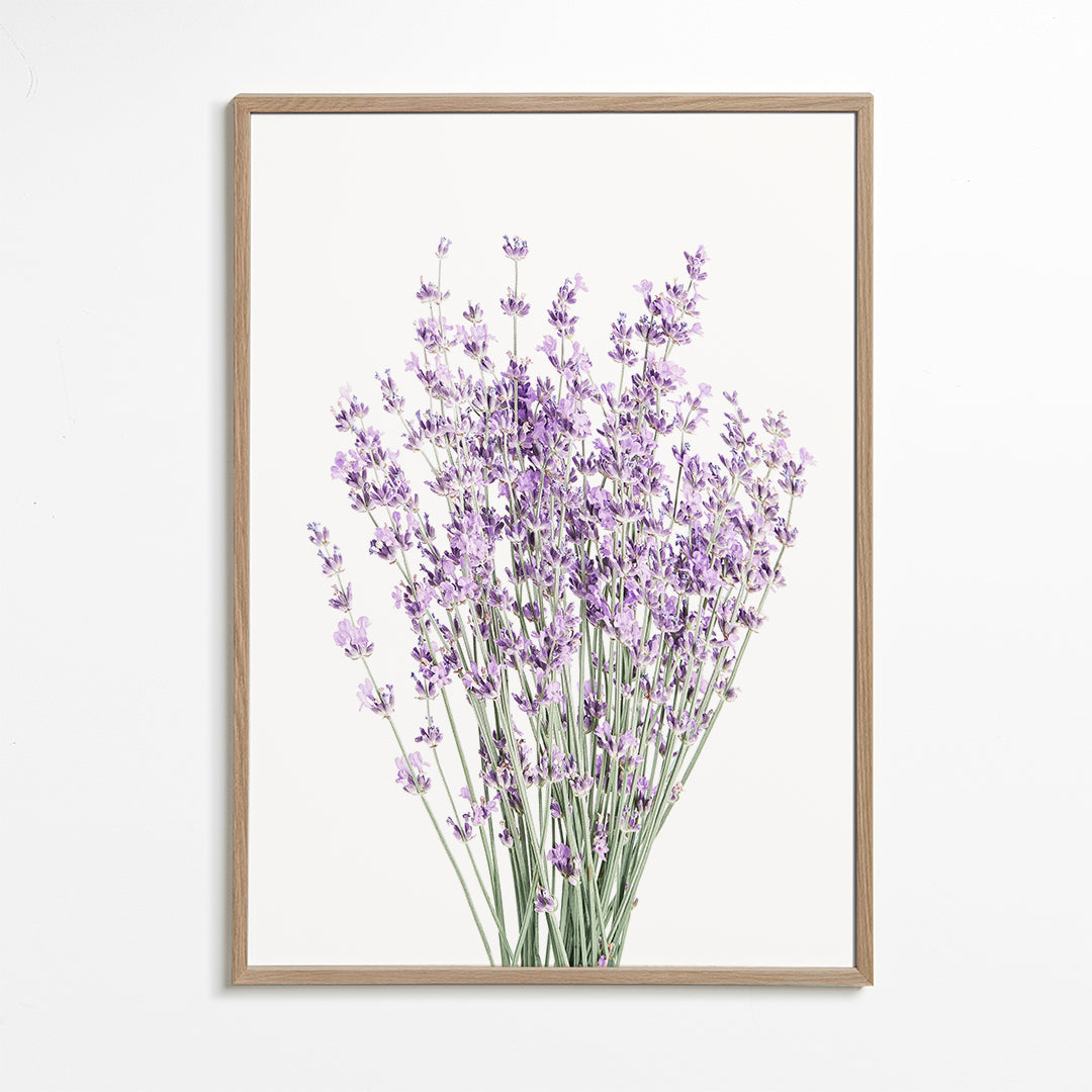 Plakat botaniczny: bukiet lawendy