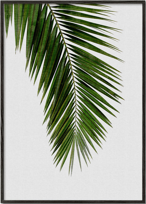 Plakat botaniczny: pionowy liść palmy