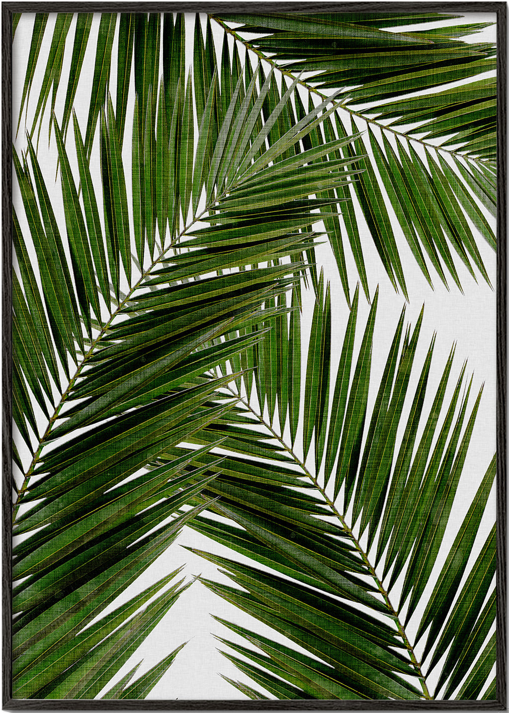 Plakat botaniczny liście palmowe