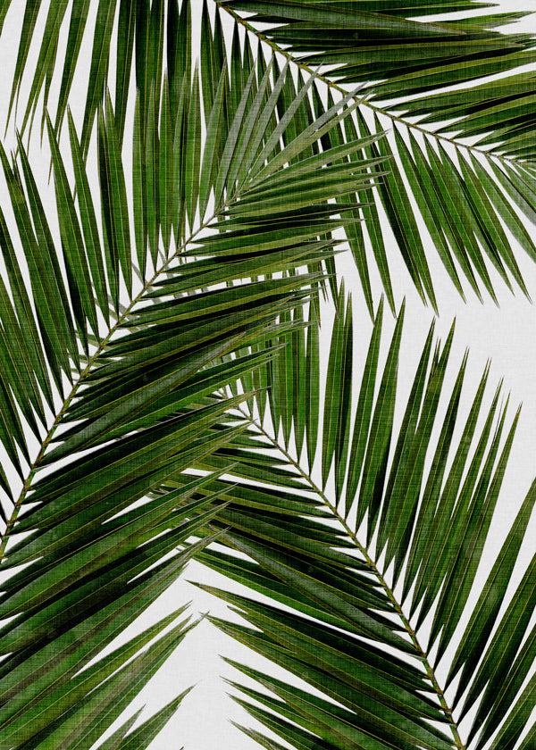 Plakat botaniczny liście palmowe