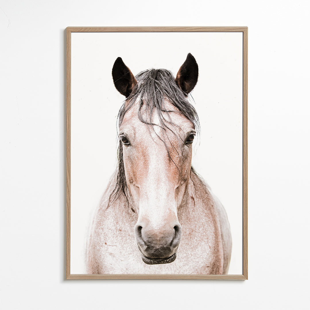 Koński portret minimalistyczny