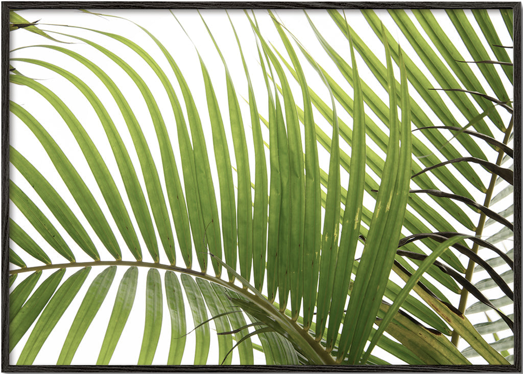 Plakat botaniczny liście palmowe