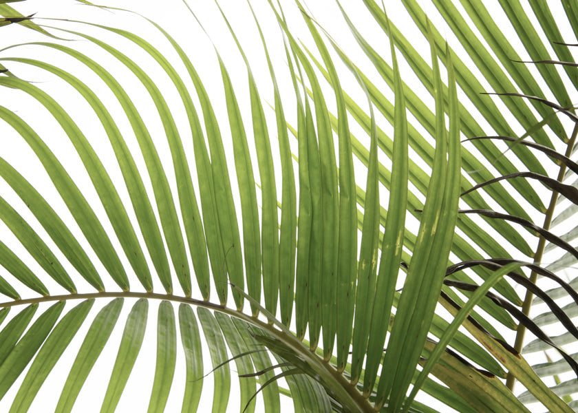 Plakat botaniczny liście palmowe