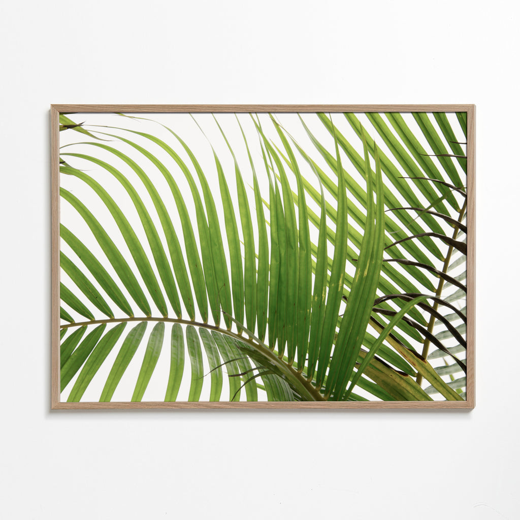Plakat botaniczny liście palmowe