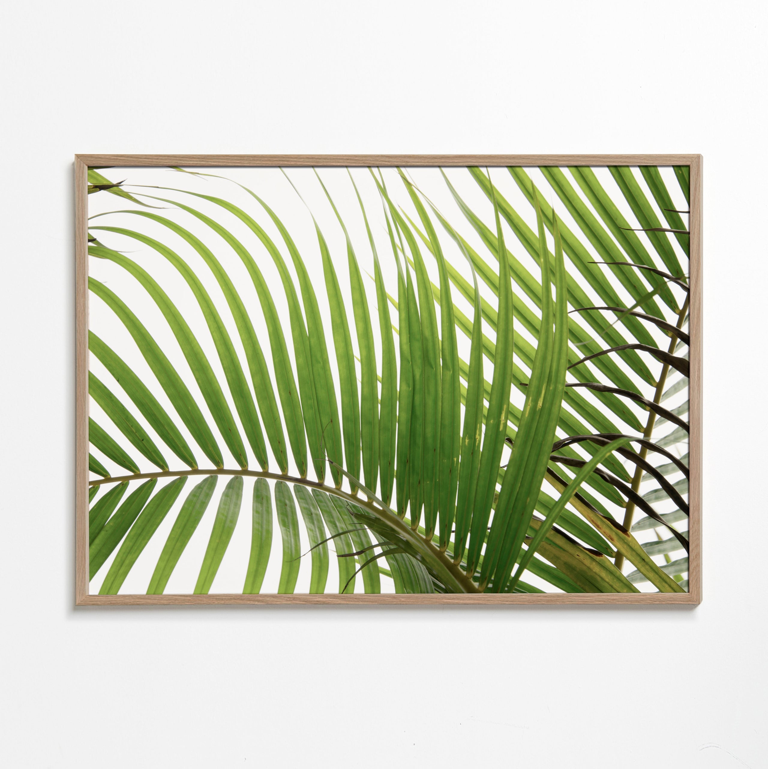 Plakat botaniczny liście palmowe