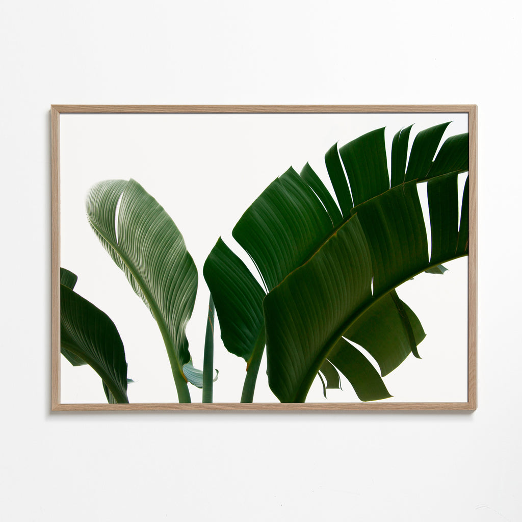 Plakat botaniczny liście palmy