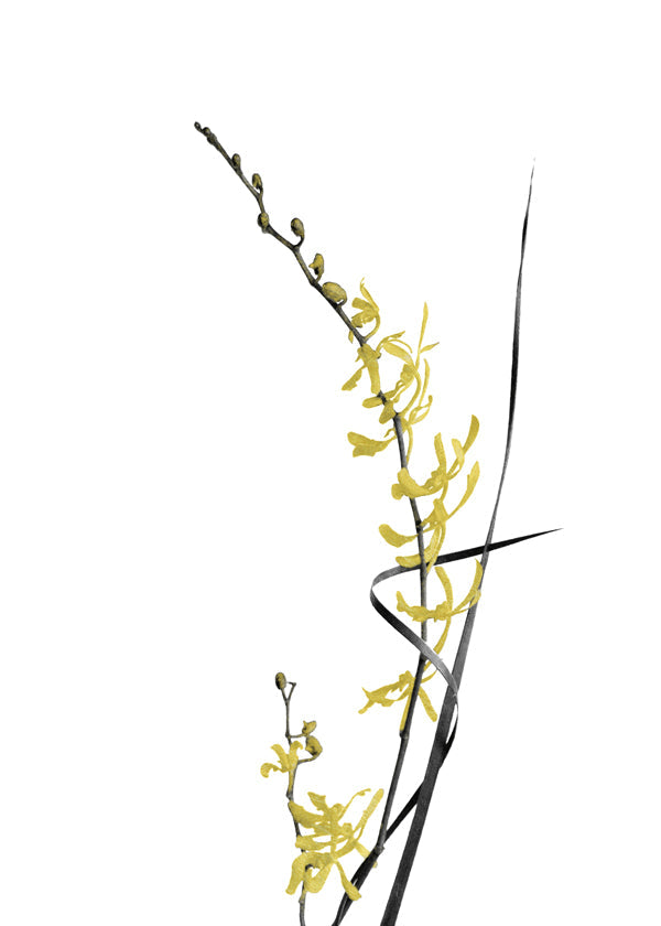 Plakat botaniczny: żółta orchidea minimal
