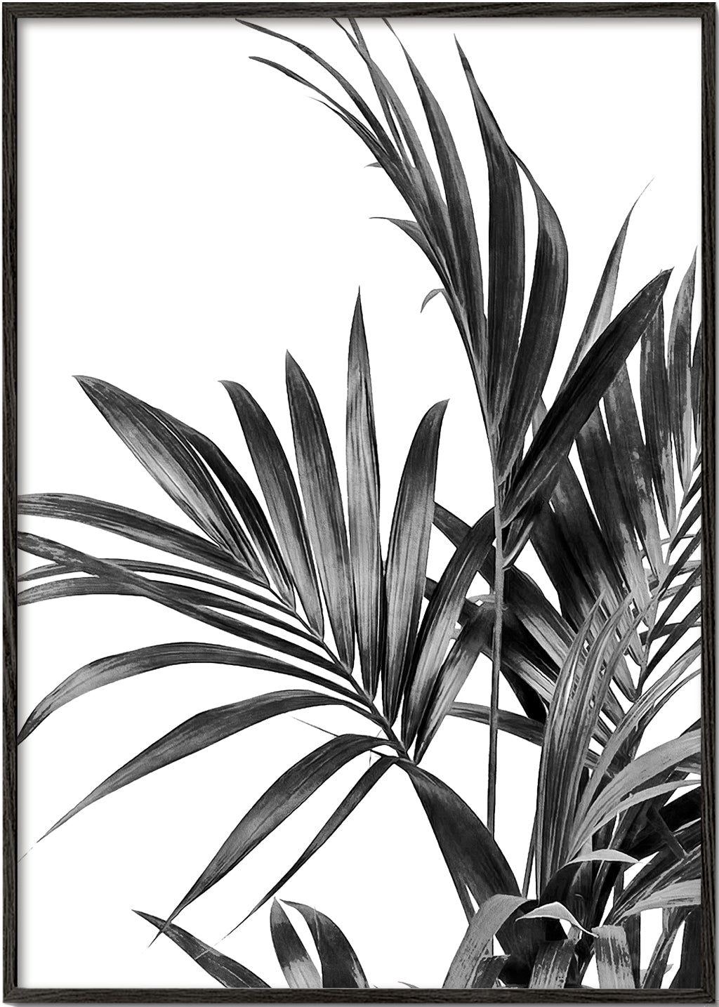Plakat botaniczny z palmami czarno-biały
