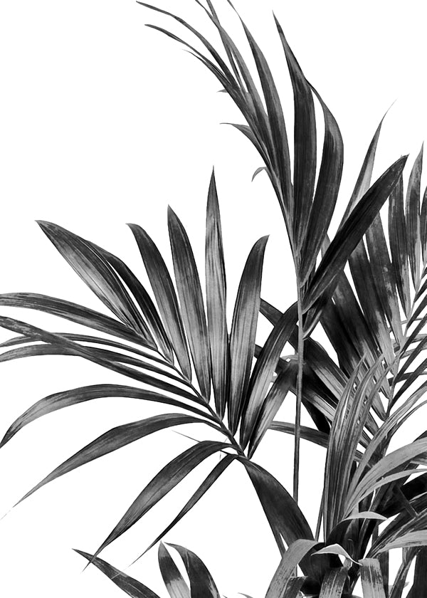 Plakat botaniczny z palmami czarno-biały