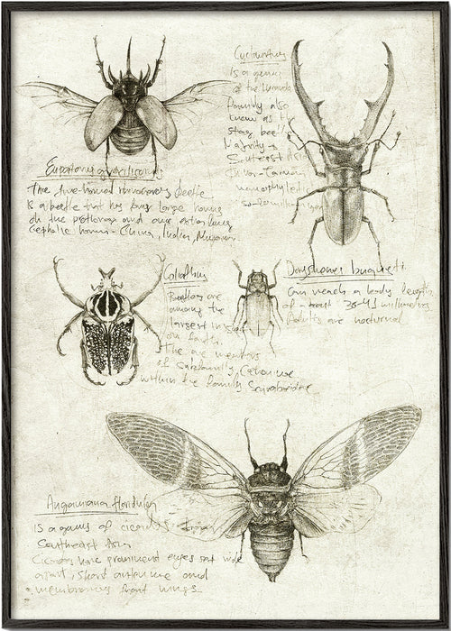 Ilustracja naukowa owadów na starym papierze